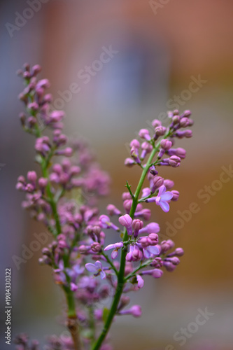Close Up of Common Lilac Flowers with Blurred Background