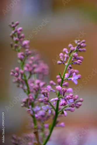 Soft Focus Common Lilac Flower Head Against Blurred Green