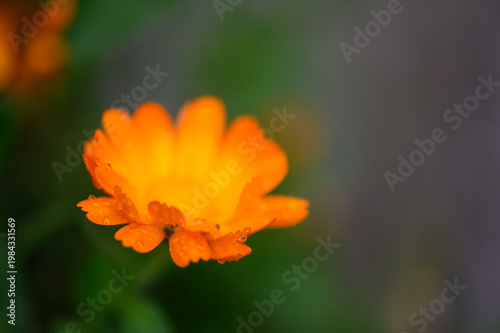 Macro Close Up of Medicinal Calendula Flower Head