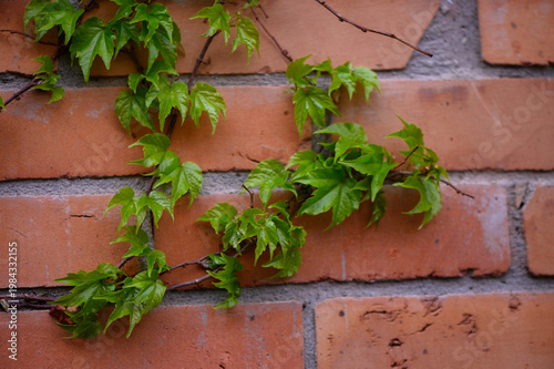 Boston Ivy Parthenocissus Tricuspidata Climbing on Brick Wall