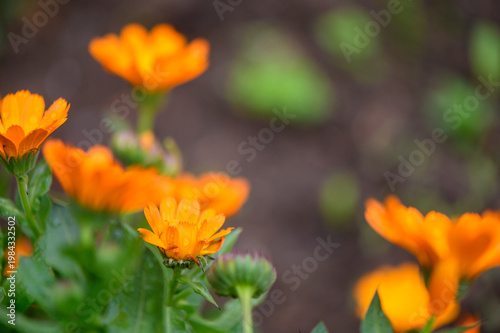Close Up of Calendula Officinalis Medicinal Flowers