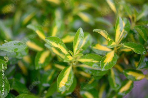 Close Up of Japanese Euonymus Leaves Euonymus Japonicus