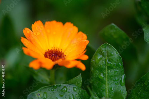 Close Up of Calendula Officinalis Medicinal Flower