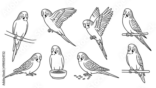 Cute Budgerigar Parrot Line Art Set  Perching, Flying, and Sitting Pet Bird Collection