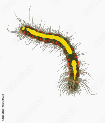 Hand drawn illustration of a hairy caterpillar with yellow stripe and red dots on white background