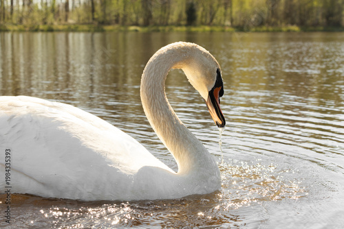 Swan