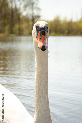 Swan