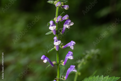 Photos Discovering Scutellaria galericulata a unique flowering plant in its natural hab