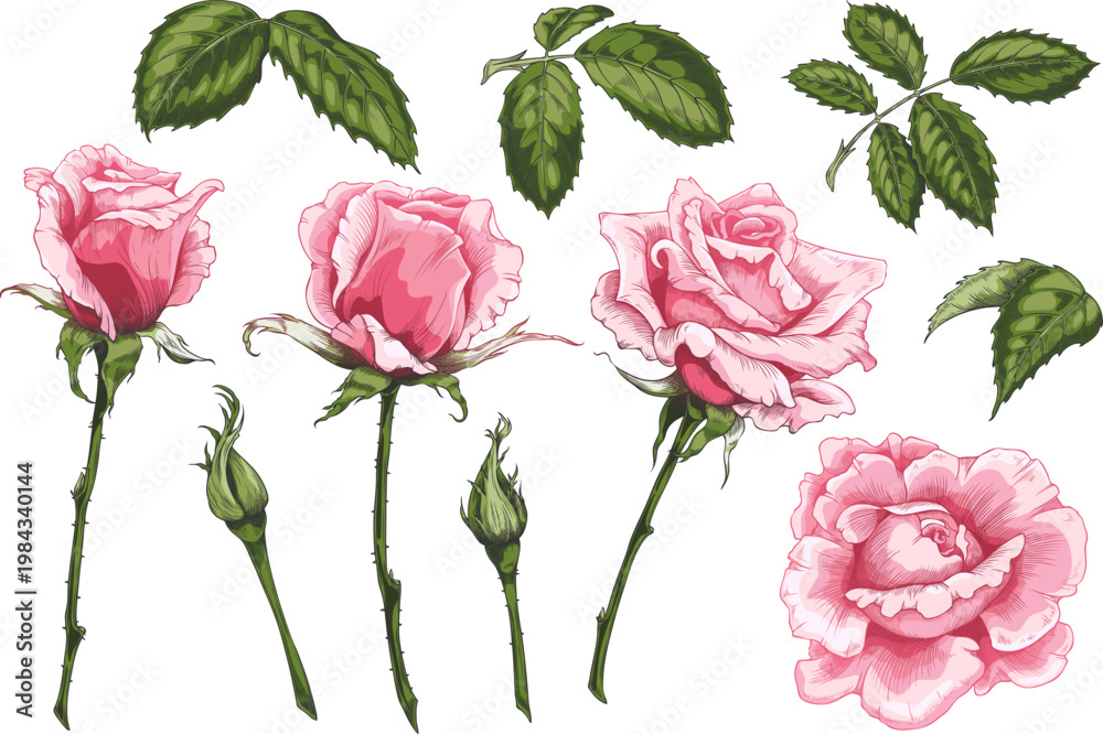 Fototapeta premium Rose pink flowers blossom, leaves and buds on stem vector hand drawn illustrations set, blooming sketch collection