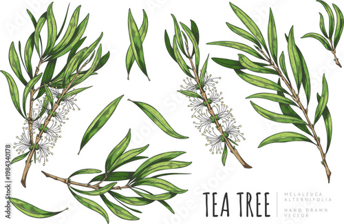 A hand-drawn watercolor set of tea tree leaves, branches, and flowers.