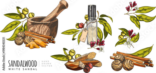 Sandalwood tree products sketch collection vector set, hand drawn leaves, flowers and seed, oil flask, powder and sticks