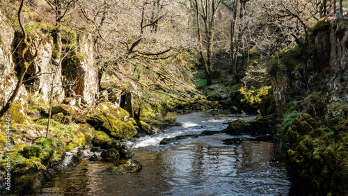 Rocky Woodland Ravine with Tranquil Stream
