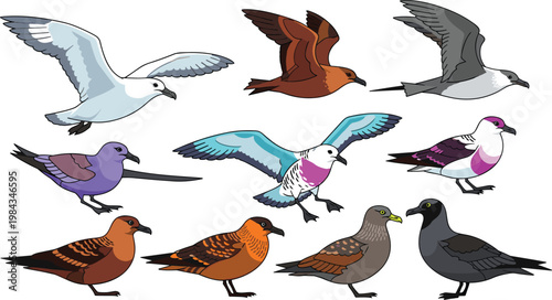 Gull and skua species colorful predatory seabirds wildlife flat icon set