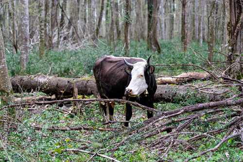 Cow Standing in Forest Looking at Camera