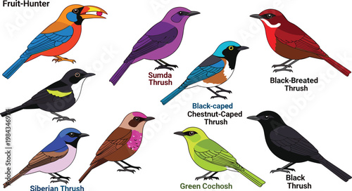 Thrush species and colorful fruit-eating forest birds wildlife icon set