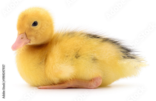 Bilde på lerret Yellow duckling sitting on white background