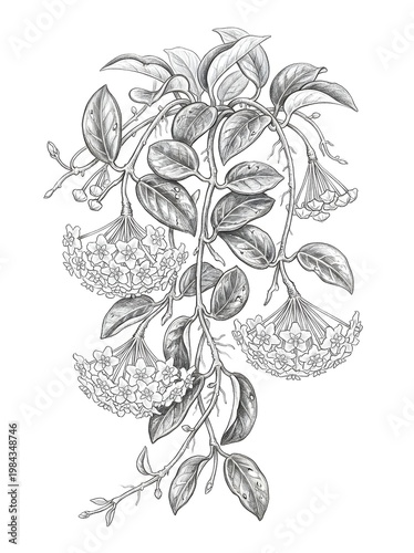 flowers plant sketch art drawing