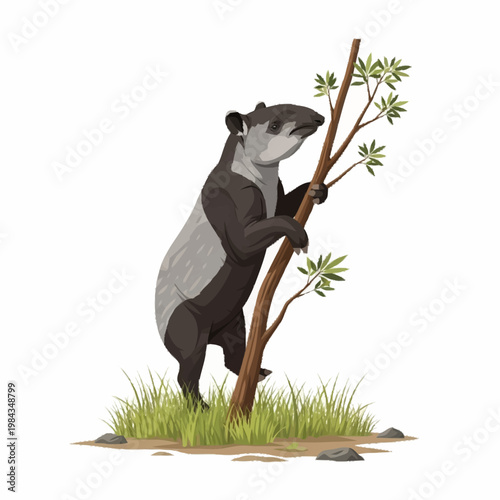 Detailed vector illustration of a Malayan tapir standing on its hind legs leaning on a thin tree branch with leaves on a patch of green grass and rocks on a white background.