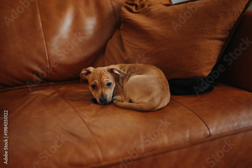Cachorro sentado en sofá marrón