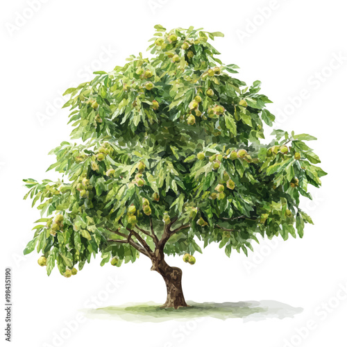 Chestnut Tree watercolor vector illustration, high-quality artwork isolated on a pure white background.