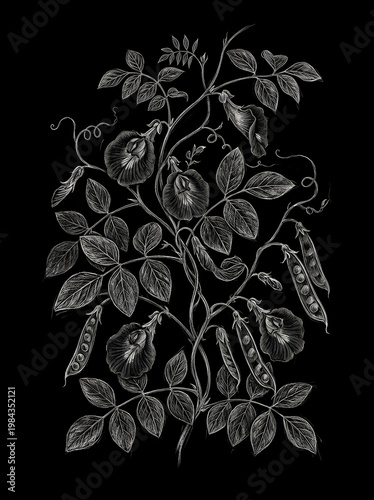 Clitoria ternatea sketch drawing art