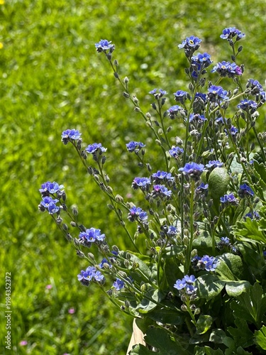 Purple small flowers macro photography nature garden