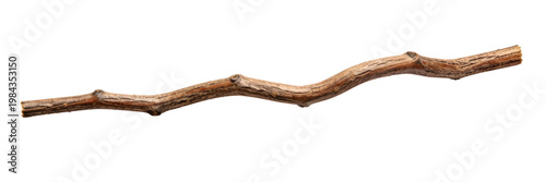 Dry tree branch with natural bark texture for eco friendly design and rustic decoration on a transparent background