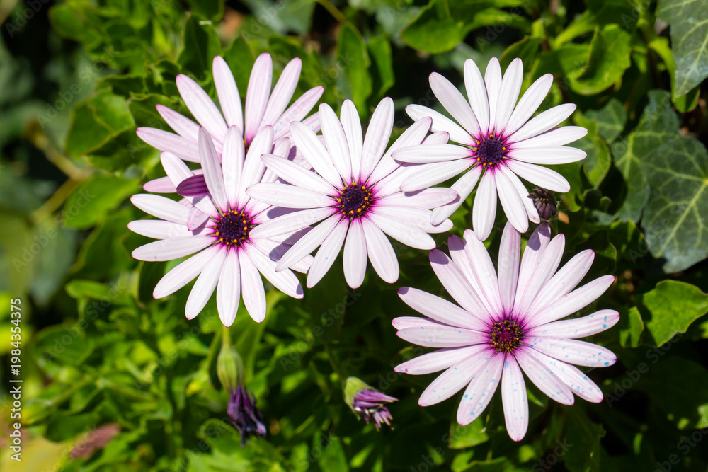 Obraz premium White and Purple African Daisy (Osteospermum) Flowers in Bloom