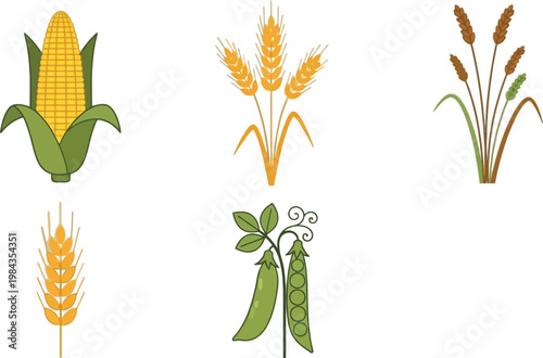 Agricultural Crops Icons Set with Corn Wheat Barley and Pea Plants Organic Farming Harvest Symbols Flat Vector Illustration Collection