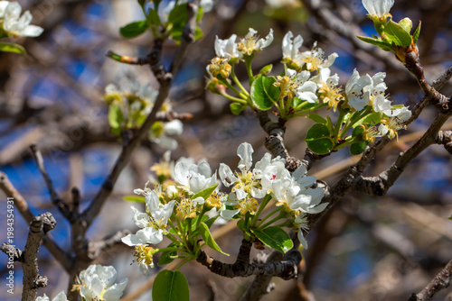 Close Up of Blooming White ...