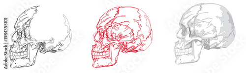 set of three human skull diagrams showing cranial anatomy with line art and shaded variations isolated on white background for medical and educational purposes