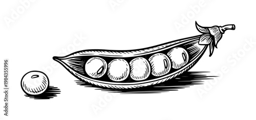 Black and white of an open pea pod with peas and pea beside it a white background