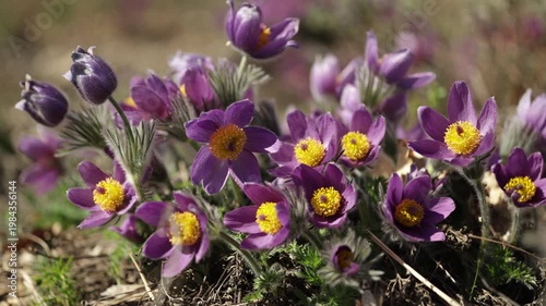 Pulsatilla grandis, or the greater pasque flower blooming in the early spring on a sunny day. 4K, 50 fps
