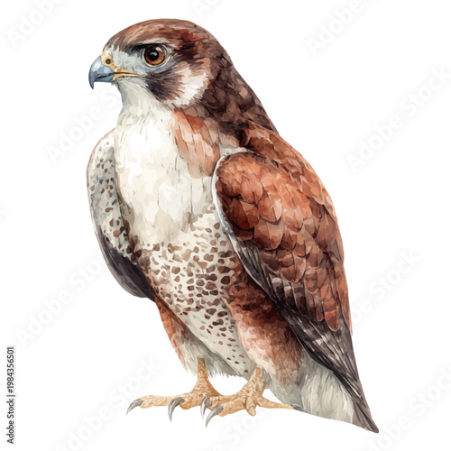 Watercolor Hawk vector, artistic painting style, high-resolution illustration on a pure white background.
