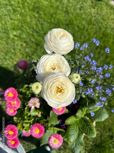 White roses in the garden flowers live bouquet closeup macro
