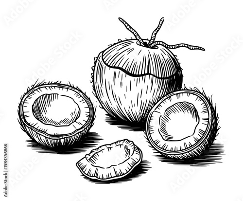Hand drawn whole and halved coconuts with fibrous husk and white flesh isolated white background