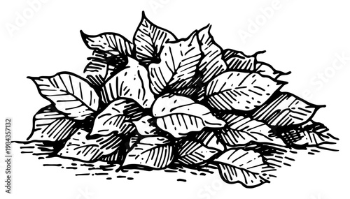 Bush of leaves vector illustration, Hand drawn garden plant foliage engraving style, Organic botanical foliage pile sketch