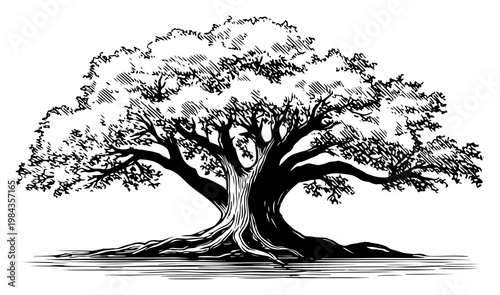 Large old oak tree vector illustration, Hand drawn majestic tree with roots and spreading branches, Vintage woodcut nature scenery