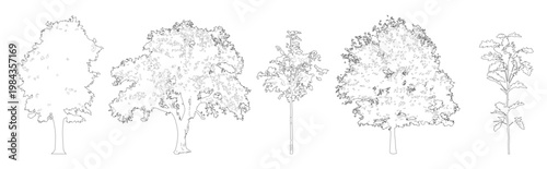 Vector set of oak trees in elevation view for use in architectural drawings 
