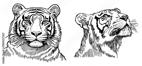 Tiger portraits vector illustration set, Hand drawn wild cat feline heads front and profile view, Vintage animal engraving