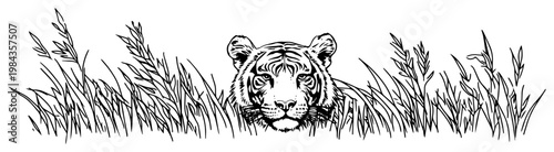 Tiger hiding in tall grass panorama vector illustration, Hand drawn wild cat stalking in reeds, Vintage safari wildlife scenery sketch