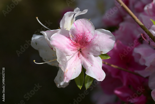 白とピンクのツツジ