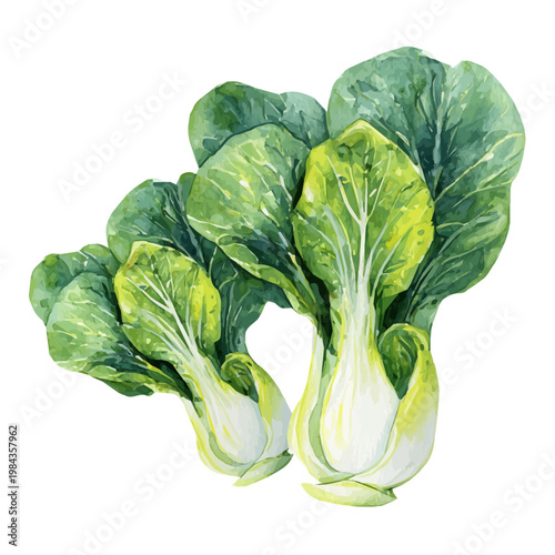 Pak Choi watercolor drawing vector, premium quality illustration on a clean white background.