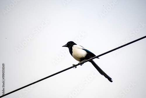 Canvastavla An Eurasian Magpie standing on a powerline in Nottingham, UK.