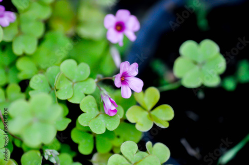 Oxalis, Oxalidaceae or Oxalis articulata or Oxalis corymbosa DC or Oxalis crassipes Rosea or  Oxalis debilis or Pink sorrel or Wood Sorrel or purple flower