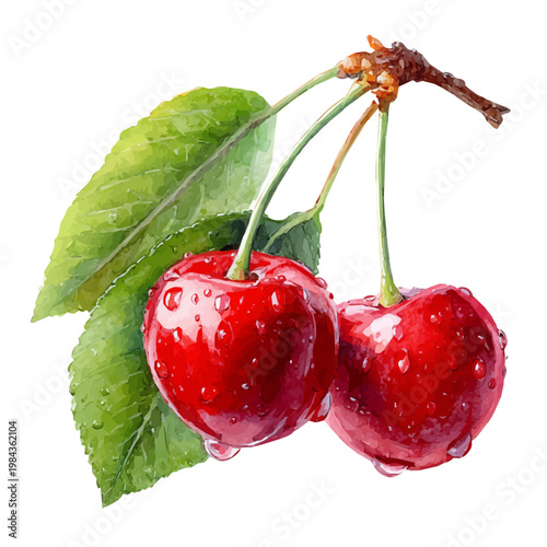 Wild Cherry watercolor drawing vector, premium quality illustration on a clean white background.