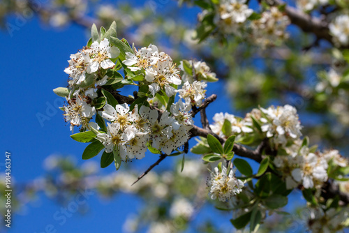 Blooming White Flowers of P...