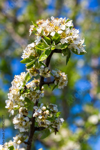 Blooming White Flowers of P...