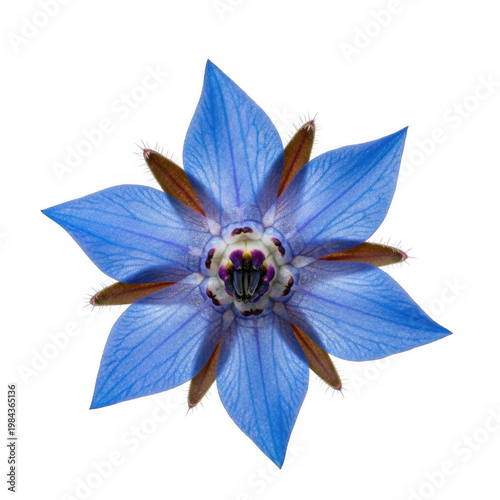 Close up view of borage flower isolated on transparent background.