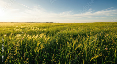 A serene landscape of a green field under a blue sky with wispy clouds